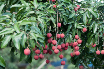 Lychee tropical fruits in growth on tree