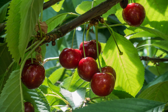 Cherries on a cherry tree