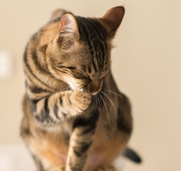Beautiful feline cat licking himself at home. Domestic animal