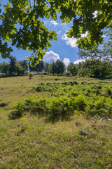 Fototapeta premium Magnificent view of the glade on the slope overgrown with fern against the blue sky with clouds.