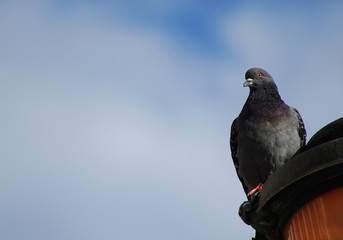 Venetian pigeon at the top of street lamp (with copy space)