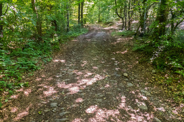 green small bushes in the forest and rarely standing trees with a path between them