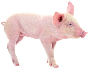 Pig on white.