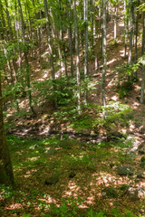 Slope with slender, even, thin trees and a water spring with stones below