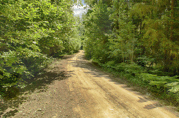 Fototapeta na wymiar Beautiful summer landscape with a winding road among the lush green forest