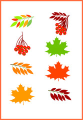 Autumn set leaves, flat style cartoon. Rowan berries, maple leaves