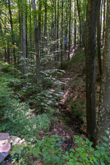 deep ravine in the forest with hornbeam, covered with dry fallen leaves. A good place for extreme walks