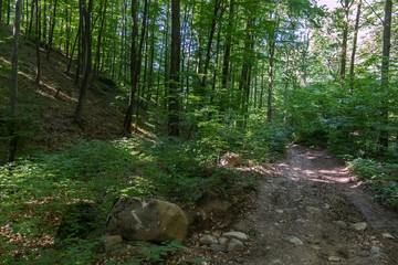 Road with stones in a green rare forest walking near a small slope with growing trees.