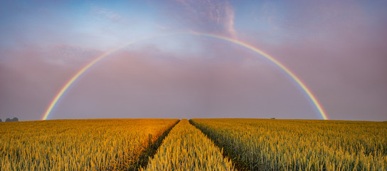 rainbow over the field in the morning © Mike Mareen