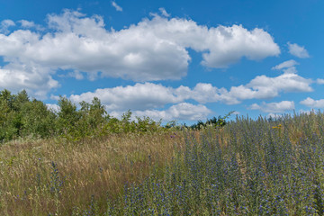 Fototapeta premium A field full of wild small flowers and shrubs against the background of the vast blue sky
