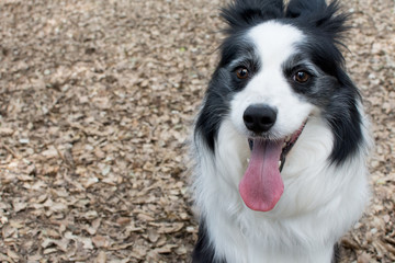 CUTE BORDER COLLIE  WITH TONGUE OUT BECAUSE  HEAT STROKE ON HOT DAY