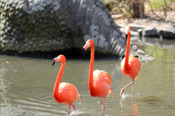 フラミンゴ　紅フラミンゴ