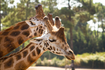 girafes