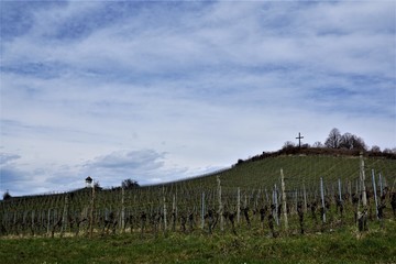 Fototapeta na wymiar Weinberge in auf einem Wanderweg zwischen Hagnau und Meersburg am Bodensee