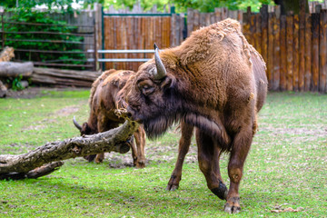 Auroch, animal in zoo. Aurochs lives in european nature reserves. Those animals are under...
