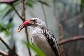 pajaro con comida en la boca