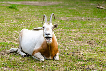 Naklejka na ściany i meble Horned antelope. African scimitar oryx on grass in zoo, animals in captivity.