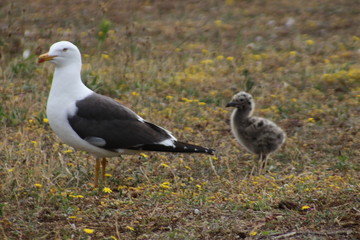 Obraz premium Chick of a seagull with grey feathers in the harbor of Rotterdam, the Netherlands.