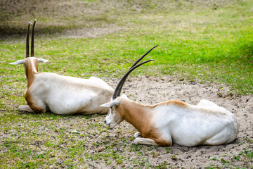 Horned antelope. African scimitar oryx on grass in zoo, animals in captivity.