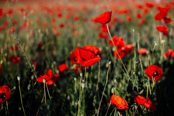 Obraz premium Red poppy in the field.