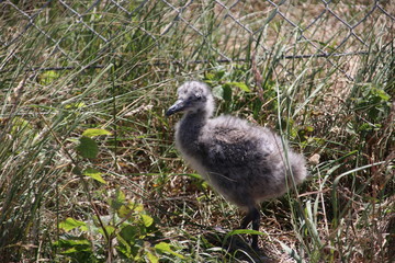 Chick of a seagull with grey feathers in the harbor of Rotterdam, the Netherlands.