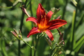 Fototapeta premium Red lily in sunlight on the street in Nieuwerkerk aan den IJssel in the Netherlands.