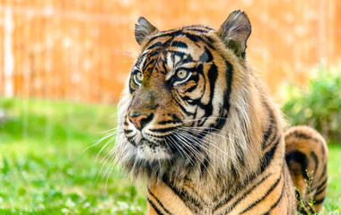 Fototapeta na wymiar Bengal tiger, head portrait. Panthera tigris looking in zoo. Animals in captivity.