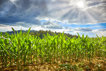 Field with corn