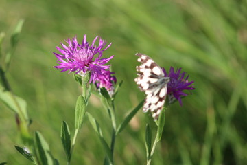 fleur papillon