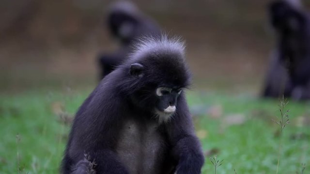 Dusky Leaf Monkey (Trachypithecus obscurus) Sitting on the Ground at Angthong National Marine Park in Thailand