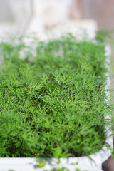 Fresh dill growing in a pot on the window