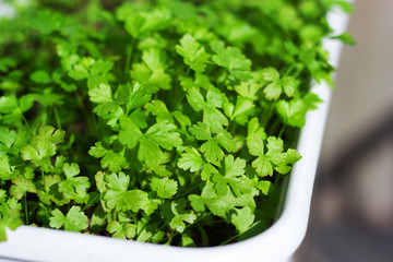 Fototapeta premium Fresh parsley growing in a pot on the window
