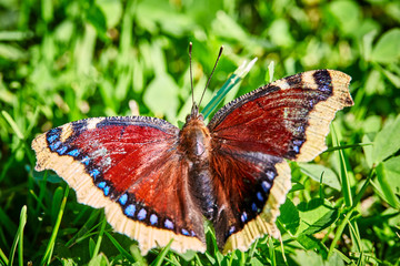 Mourning Cloak Butterfly (Nymphalis antiopa) 