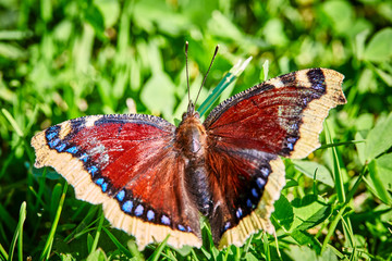 Mourning Cloak Butterfly (Nymphalis antiopa) 