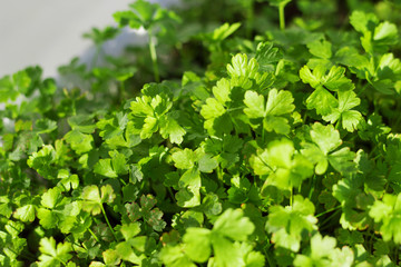 Fresh parsley growing in a pot on the window