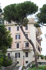 Italian stone pine tree near house in Rome city. Italian pine tree grow in mostly Rome. Rome architecture and nature of italian stone pine. travel to rome - italian city with building and stone pine