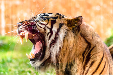 Tiger Growl Photos Royalty Free Images Graphics Vectors
