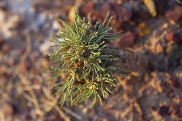 Small bush of saxaul white (Haloxylon ammodendron) on a dry red soil at sunset