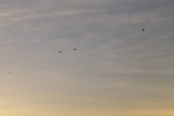 A flock of black swifts (Apus apus) flies in the blue sky at sunset in Eastern Kazakhstan
