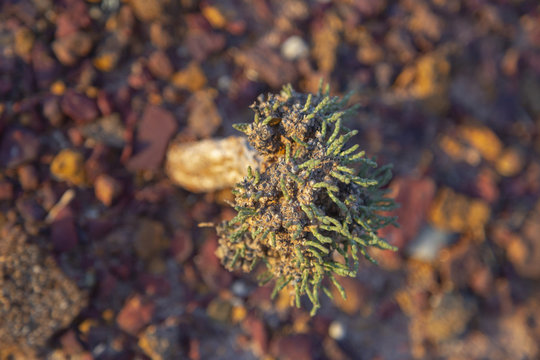 Small bush of saxaul white (Haloxylon ammodendron) on a dry red soil at sunset