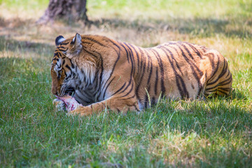 Fototapeta na wymiar Isolated tiger sits and eats on the grass.