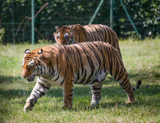 A couple of tigers walking on the grass. One blurred in the background.