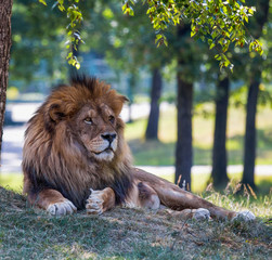 Lion isolated on the grass in an open space.
