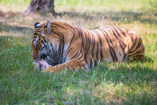 Isolated tiger sits and eats on the grass.