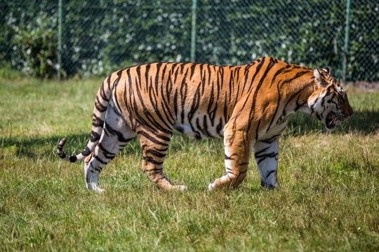 Isolated tiger walking on the grass.