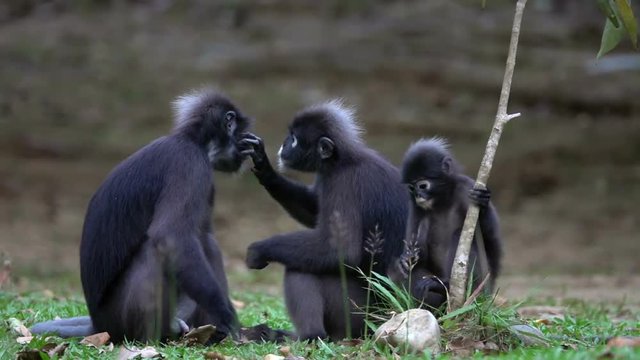 Family of Dusky Leaf Monkeys (Trachypithecus obscurus) with Child Sitting on the Ground at Angthong National Marine Park in Thailand