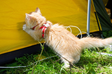 little red kitten on the grass with a red bandage