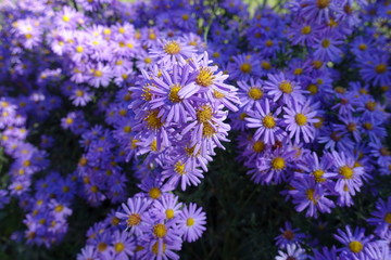Bunch of violet flowers of Michaelmas daisies
