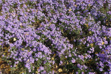 Obraz premium Carpet of violet flower of Michaelmas daisies in autumn