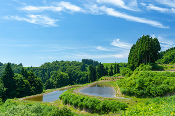 【新潟県長岡】初夏の山古志棚田棚池、棚池からは錦鯉が顔を出す